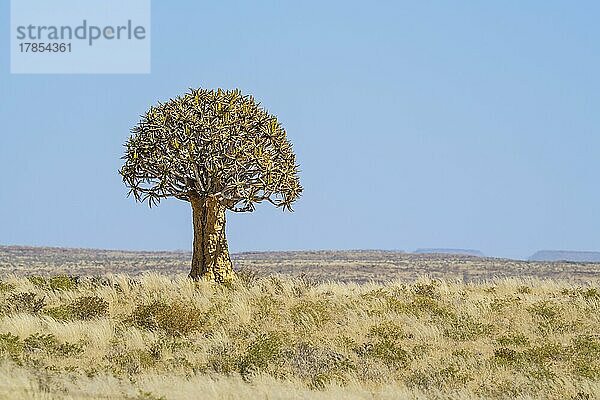 Köcherbaum (Aloe dichotoma) in der Wüste in Namibia. Afrika