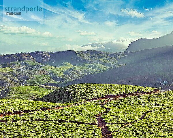 Vintage Retro-Effekt gefiltert Hipster-Stil Bild der grünen Teeplantagen. Munnar  Kerala  Indien  Asien