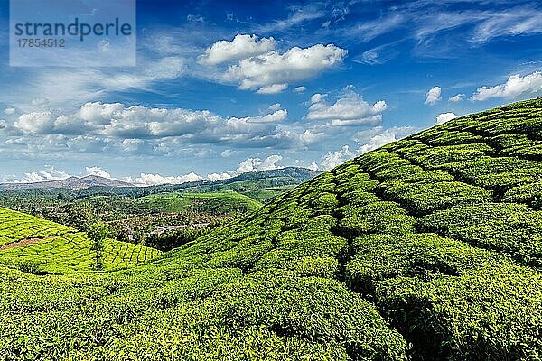 Kerala Indien Reise Hintergrund  grüne Teeplantagen in Munnar mit niedrigen Wolken  Kerala  Indien  Touristenattraktion  Asien