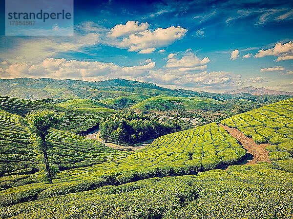 Vintage Retro-Effekt gefiltert Hipster-Stil Bild der grünen Teeplantagen. Munnar  Kerala  Indien  Asien