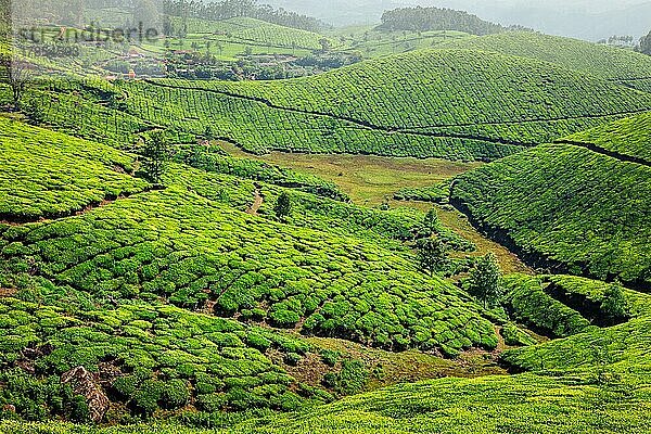 Kerala Indien Reise-Hintergrund  grüne Teeplantagen in Munnar mit niedrigen Wolken  Kerala  Indien  Touristenattraktion  Asien