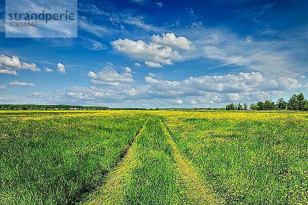 Frühling Sommer Hintergrund  ländliche Straße in grünem Gras Feld Wiese Landschaft Landschaft mit blauem Himmel