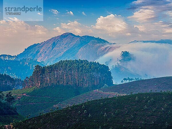 Kerala Indien Reise Hintergrund  Teeplantagen auf Sonnenaufgang in Munnar  Kerala  Indien  Asien