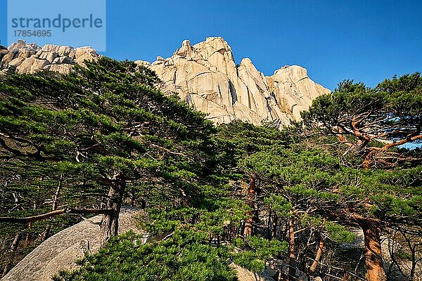 Ulsanbawi-Felsen und Kiefern im Seoraksan-Nationalpark  Südkorea  Asien