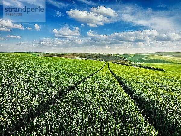 Grüne Felder in Mähren  Tschechische Republik  Europa
