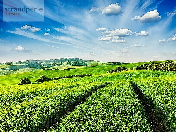 Grüne Felder in Mähren  Tschechische Republik  Europa