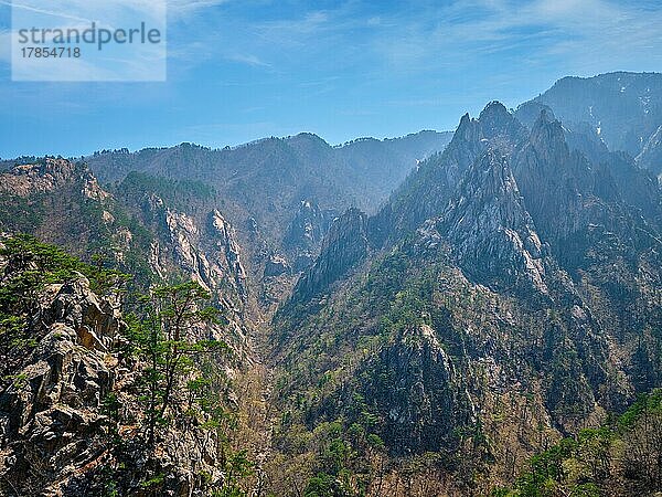 Kiefer und Felsenklippe am Aussichtspunkt Towangpok Observatory  Seoraksan National Park  Südkorea  Asien