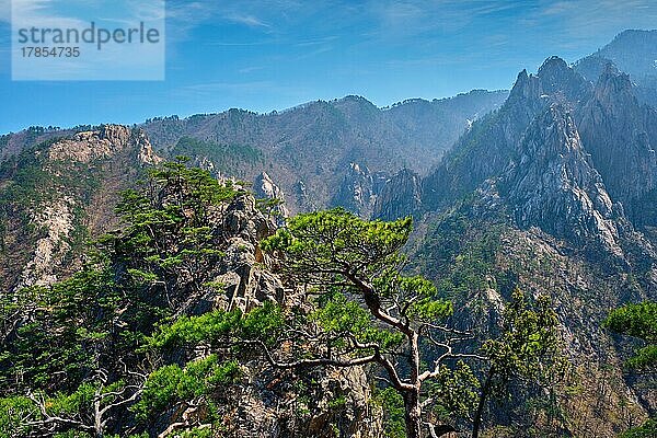 Kiefer und Felsenklippe am Aussichtspunkt Towangpok Observatory  Seoraksan National Park  Südkorea  Asien