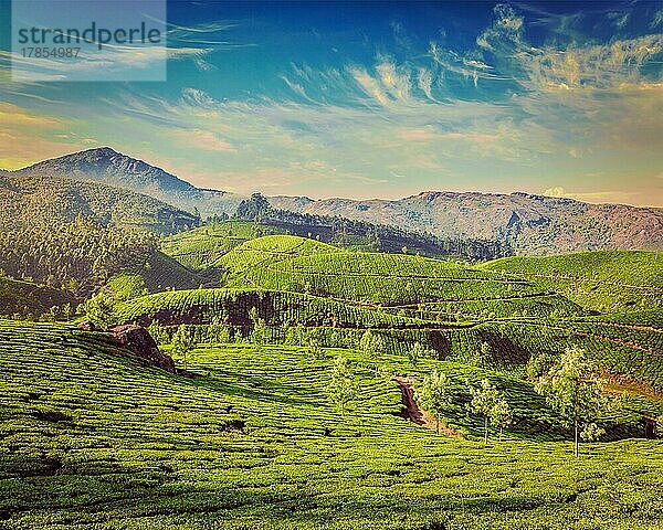 Kerala Indien Reise Hintergrund  Vintage Retro-Effekt gefiltert Hipster-Stil Bild der grünen Teeplantagen in Munnar  Kerala  Indien  Touristenattraktion  Asien