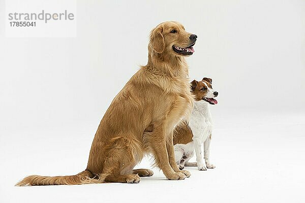 Zwei Hunde im Studio mit weißem Hintergrund fotografiert