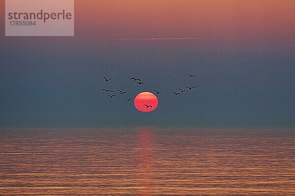 Vogelschwarm fliegt vor untergehender Sonne  Sonnenuntergang am Meer  glatte Wasseroberfläche  Stille  stilisiert  Wenningstedt  Sylt  Nordsee  Deutschland  Europa