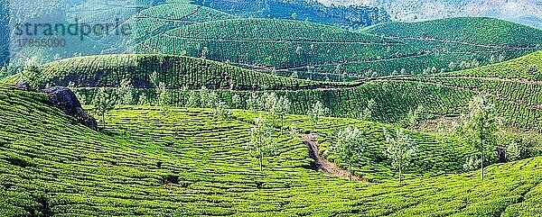 Panorama der grünen Teeplantagen bei Sonnenaufgang in Munnar  Kerala  Indien  Asien
