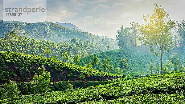 Kerala Indien Reise Hintergrund  Panorama der grünen Teeplantagen in Munnar  Kerala  Indien am Morgen auf Sonnenaufgang