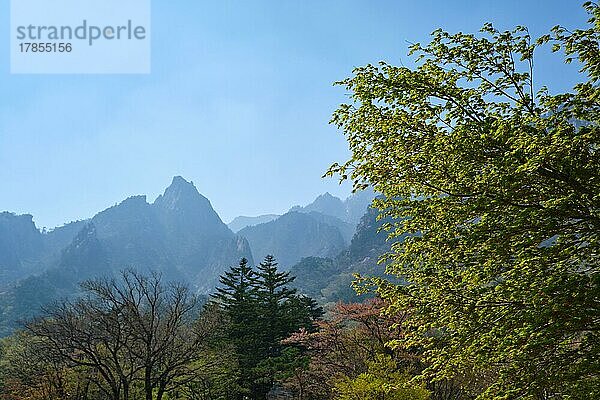 Landschaft und Bäume im Seoraksan-Nationalpark  Südkorea  Asien