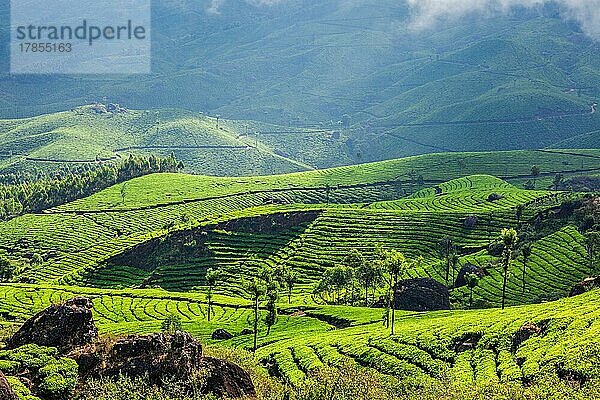 Kerala Indien Reise Hintergrund  grüne Teeplantagen in Munnar mit niedrigen Wolken  Kerala  Indien  Touristenattraktion  Asien