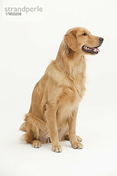 Ein Golden Retriever Hund sitzt auf einem weißen Hintergrund