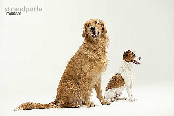 Zwei Hunde im Studio mit weißem Hintergrund fotografiert