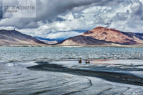 Tso Kar  schwankender Salzsee im Himalaya. Rapshu  Ladakh  Jammu und Kaschmir  Indien  Asien