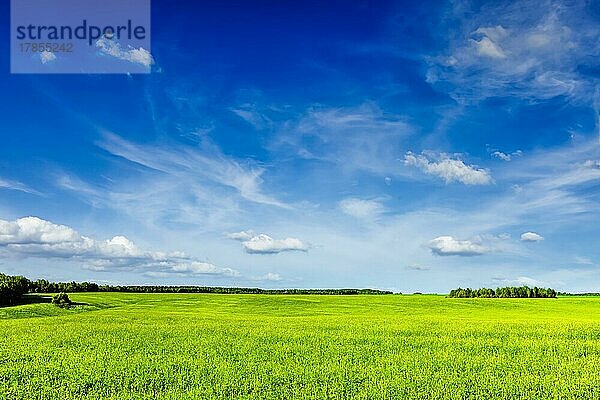 Frühling Sommer Hintergrund  grünes Gras Feld Wiese Landschaft Landschaft mit blauem Himmel