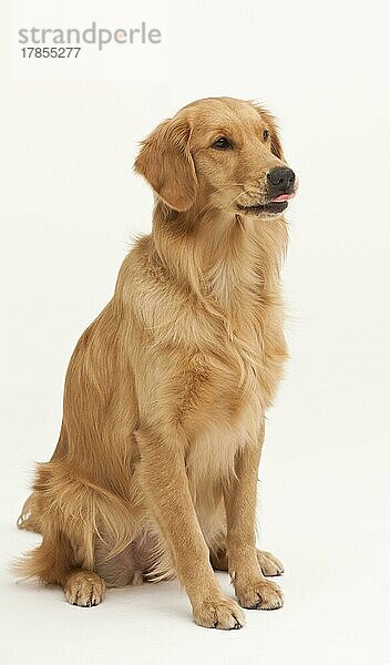 Ein Golden Retriever Hund sitzt auf einem weißen Hintergrund