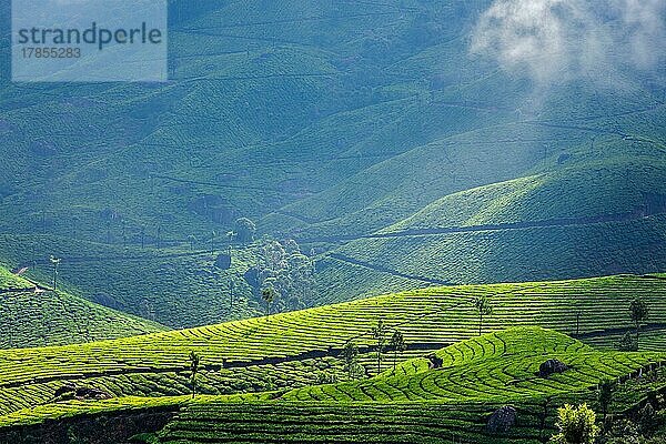 Kerala Indien Reise-Hintergrund  grüne Teeplantagen in Munnar mit niedrigen Wolken  Kerala  Indien  Touristenattraktion  Asien