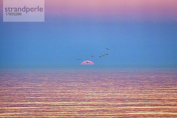 Vogelschwarm fliegt vor untergehender Sonne  rosa Sonnenuntergang am Meer  glatte Wasseroberfläche  Stille  stilisiert  Wenningstedt  Sylt  Nordsee  Deutschland  Europa