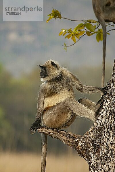 Grauer Bengalischer Hanuman-Langur (Semnopithecus entellus)  erwachsener Affe  sitzend in einem Baum  Bandhavgarh  Madhya Pradesh  Indien  Asien
