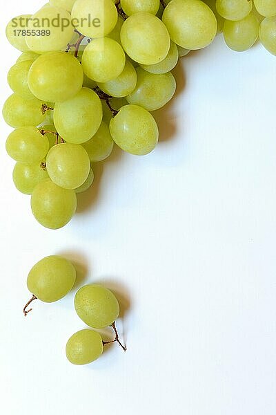 Weisse Weintrauben (Vitis vinifera) vor hellem Hintergrund  Frucht  Obst