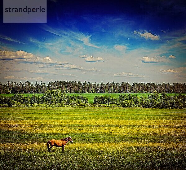 Vintage Retro-Hipster-Stil Reise Bild des Frühlings Sommer Hintergrund  grünes Gras Feld Wiese Landschaft Landschaft unter blauem Himmel mit grasenden Pferd