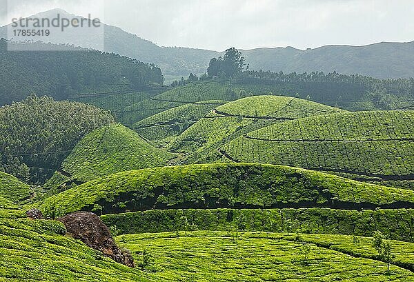 Teeplantagen. Munnar  Kerala  Indien  Asien