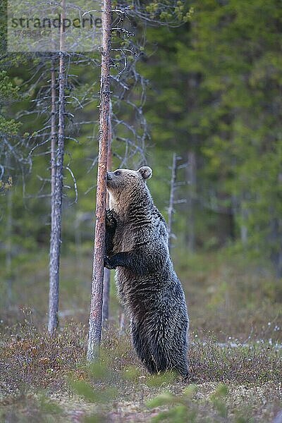 Europäischer Braunbär (Ursus arctos)  erwachsenes Weibchen  stehend an einem Baum in einem borealen Wald  Suomussalmi  Karelien  Finnland  Europa