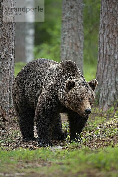 Ausgewachsener männlicher Braunbär (Ursus arctos) in einem borealen Wald  Suomussalmi  Karelien  Finnland  Europa