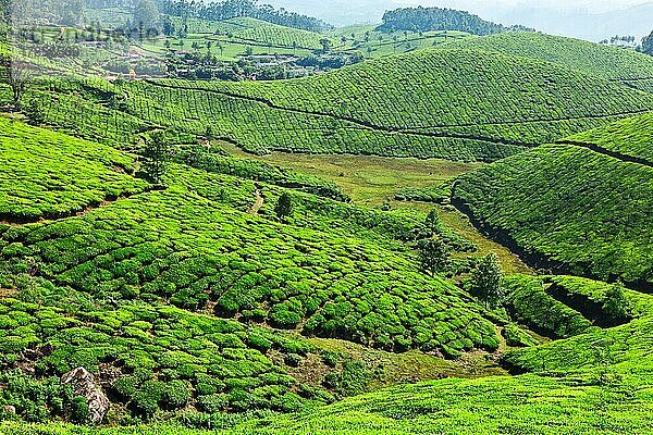 Teeplantagen. Munnar  Kerala  Indien  Asien