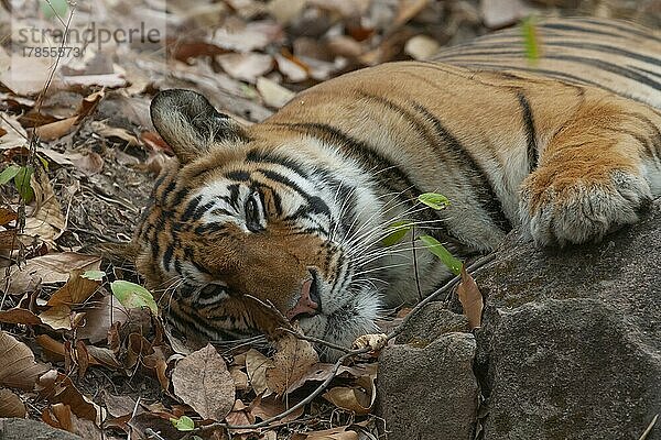 Ausgewachsener Königstiger (Panthera tigris tigris) beim Ausruhen in einem Wald  Bandhavgarh  Madhya Pradesh  Indien  Asien