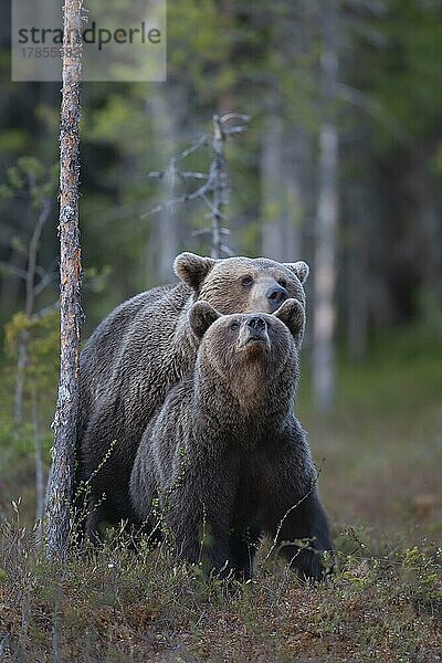 Europäischer Braunbär (Ursus arctos) - Männchen und Weibchen bei der Paarung in einem borealen Wald  Suomussalmi  Karelien  Finnland  Europa