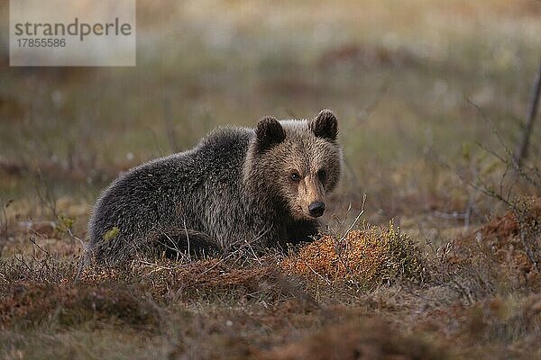 Junges Braunbär (Ursus arctos) in einer borealen Waldlichtung  Suomussalmi  Karelien  Finnland  Europa