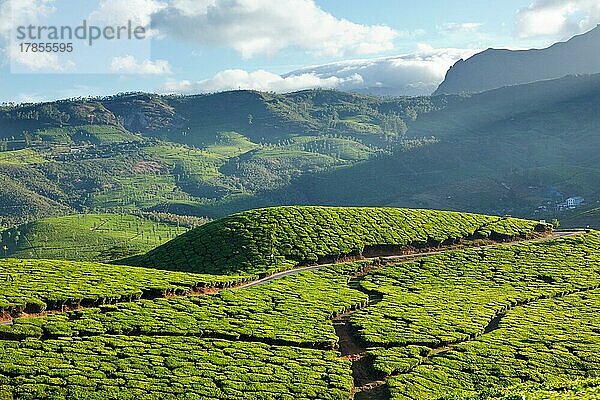 Teeplantagen auf einer Anhöhe. Munnar  Kerala  Indien  Asien