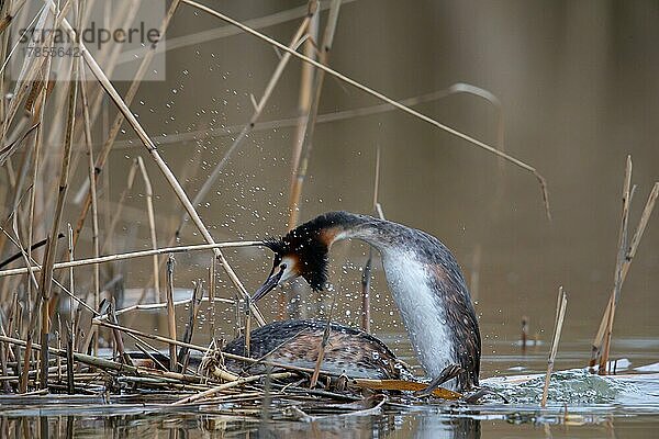 Haubentaucher (Podiceps cristatus) Paarung  Deutschland  Europa