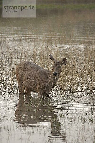 Sambarhirsch (Rusa unicolor)  erwachsenes Weibchen im Wasser stehend  Bandhavgarh  Madhya Pradesh  Indien  Asien