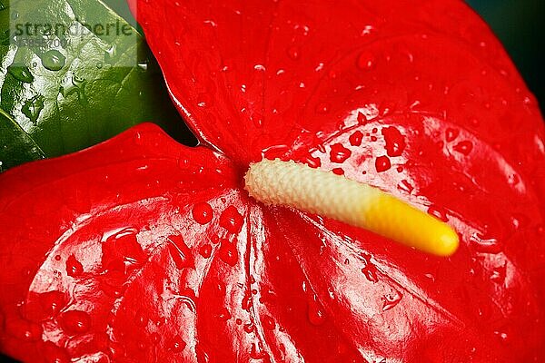 Rote Anthurium-Blüte. Geringe Schärfentiefe  selektiver Fokus auf die Basis der Spadix