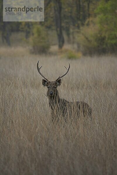 Sambarhirsch (Rusa unicolor)  erwachsener männlicher Bock  stehend im Grasland  Bandhavgarh  Madhya Pradesh  Indien  Asien