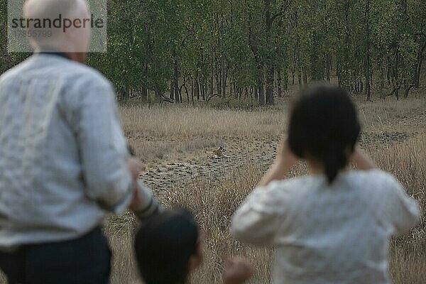 Ausgewachsener Königstiger (Panthera tigris tigris) beim Ausruhen im Grasland  beobachtet von einem Touristen  Bandhavgarh  Madhya Pradesh  Indien  Asien