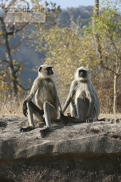 Grauer Bengalischer Hanuman-Langur (Semnopithecus entellus) zwei erwachsene Affen auf einem Felsen sitzend Bandhavgarh  Madhya Pradesh  Indien  Asien
