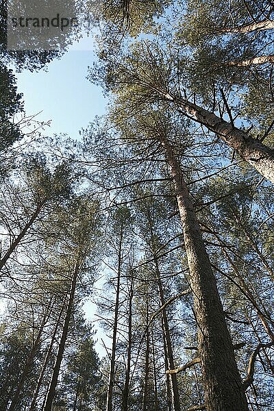 Kiefern im Himmel im Wald