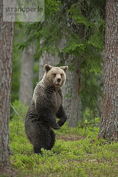 Ausgewachsener Braunbär (Ursus arctos)  stehend in einem borealen Wald  Suomussalmi  Karelien  Finnland  Europa