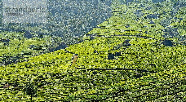 Panorama der Teeplantagen. Munnar  Kerala  Indien  Asien