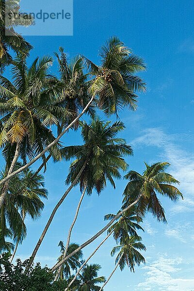 Palmen vor blauem Himmel. Sri Lanka