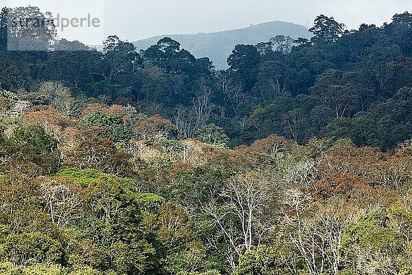 Bäume im Periyar Wildlife Sanctuary. Kerala  Indien  Asien