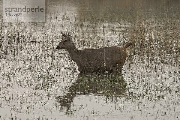 Sambarhirsch (Rusa unicolor)  erwachsenes Weibchen im Wasser stehend  Bandhavgarh  Madhya Pradesh  Indien  Asien