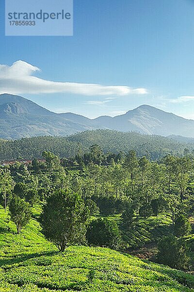 Teeplantagen auf einer Anhöhe. Munnar  Kerala  Indien  Asien